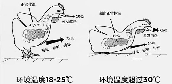 《夏日炎炎，如何為動(dòng)物防暑、降溫》